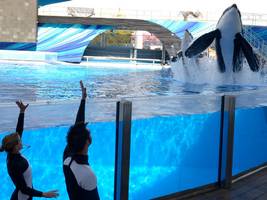 Relentless SeaWorld Criticism Over Blackfish Persists with New Investor Lawsuit